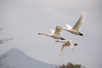 Swans in the pond, 3/11/2021
