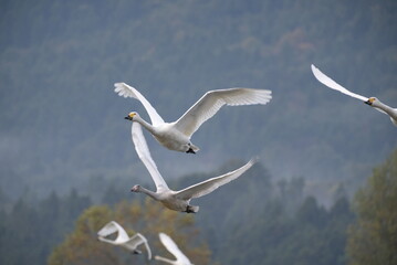 Swans in the pond, 3/11/2021