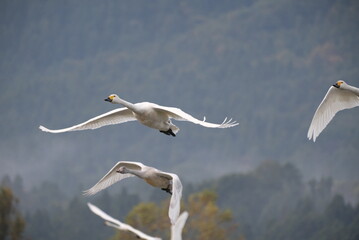 Swans in the pond, 3/11/2021