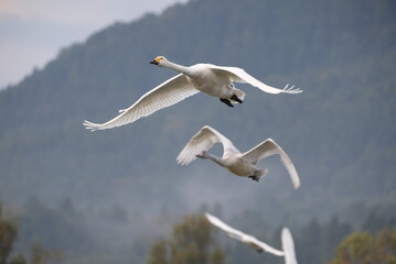 Swans in the pond, 3/11/2021