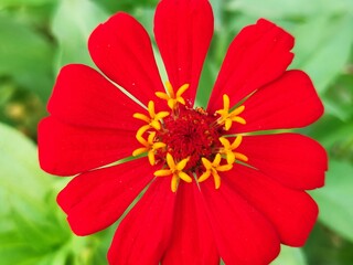 beautiful red zinnia flower close up