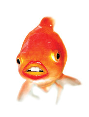 Funny gold fish with human lips