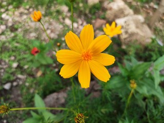 beautiful yellow Cosmos flower close up