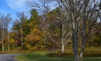 Country Road Winds Into a Mountain Forest on a Bright Fall Afternoon