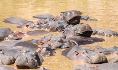 Africa, Kenya, the  Masai Mara reserve with a pod of hippopotamus asleep.
