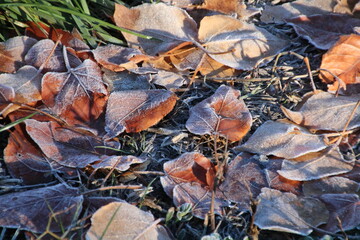 autumn leaves on the ground