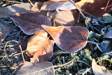 frosted autumn leaves on the ground