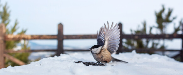 Cute wild tiny bird willow tit flaps its wings on snowy observation deck in pine forest park at...