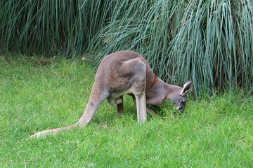 canguro comiendo 