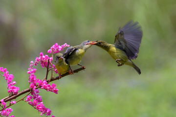Olive-backed sunbird feed their young