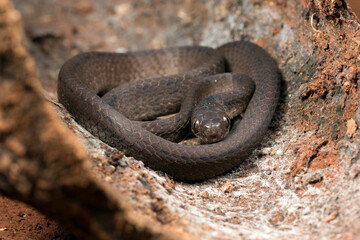 Slug eater snake coiled around a tree trunk