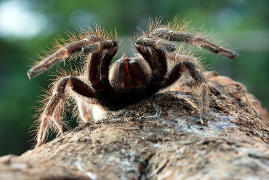 Big scary tarantula spider ready to attack