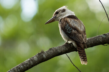 Rearview of a Kookaburra standing in a tree looking at the ground