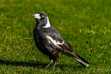 Side view of an Australian Magpie standing on grass