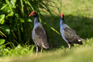 A side view of a pair of dusky moorhens