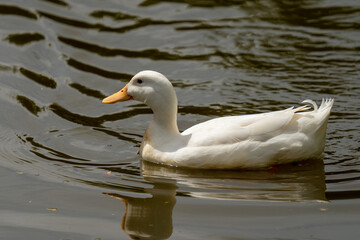 Pekin duck side profile swimming away from camera