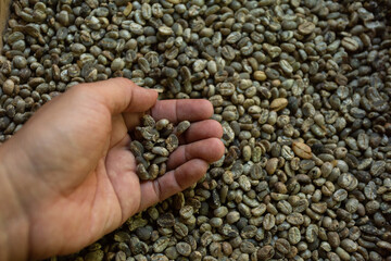 Dried Luwak coffee bali on hand