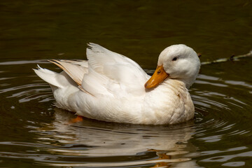 Side shot of a Pekin duck swimming and preening its self