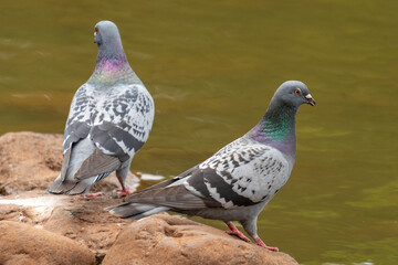 Two rock pigeons sitting on a rock one looking away