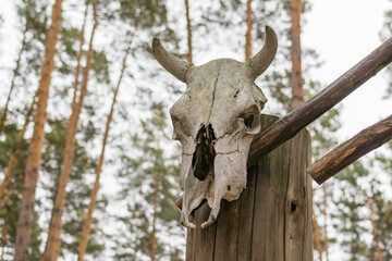 A skull with horns on a wooden fence.