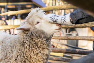 A hand strokes a pretty white sheep's nose.