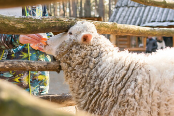 A man feeds a sheep with carrot slices through a wooden fence.