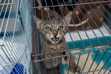 Stray kitten in the cage, with sad eyes and face
