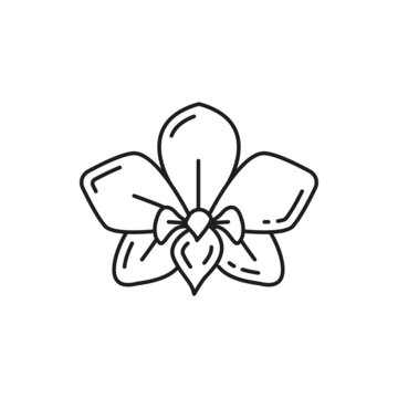 recommend clip art: Dendrobium orchid flower isolated thin line icon. Vector blooming jasmine floral design element, cassia fistula linear sign. Thailand or Thai national flower, botanical decoration exotic plant blossom