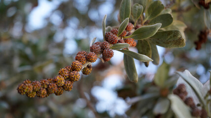 The close up of  Silver Leaved Buttonwood.  