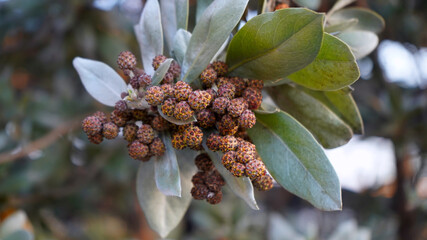 The close up of  Silver Leaved Buttonwood.  