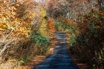 兵庫県・上山高原、鳥取県境の林道をトレック登山ハイキングやドライブ