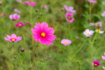 ピンク色の花を咲かせたコスモス