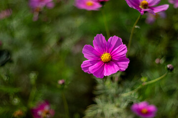 Fototapeta premium 日の光を浴びる濃いピンク色のコスモスの花
