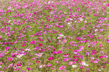 カラフルな花を咲かせたコスモス