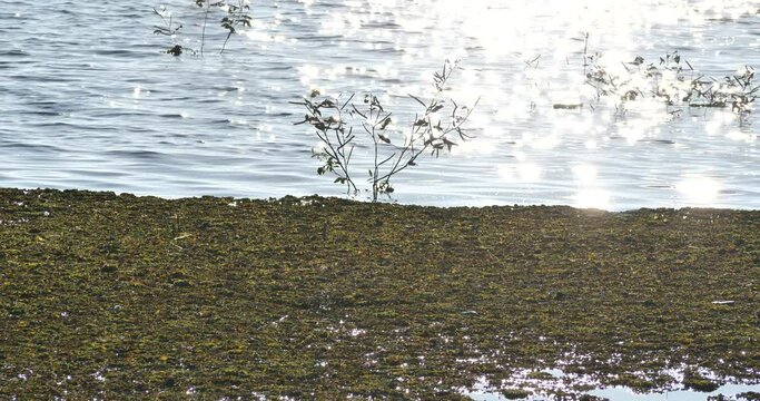 (Salvinia cucullata Roxb)Lots of Salvinia cucullata in the lake,river weed problem,environment