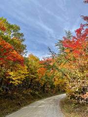 Obraz premium Dirt road. Country road. North Carolina.