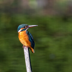 Female common Kingfisher perching on a top of the branch and looking backward.