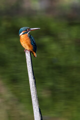 Female common Kingfisher perching on a top of the branch and looking backward.