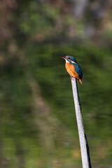 Female common Kingfisher perching on a tree branch with green background.