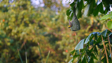 Beautiful bird is building the nest.    