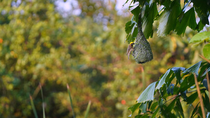 Beautiful bird is building the nest.    