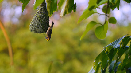 Beautiful bird is building the nest.    