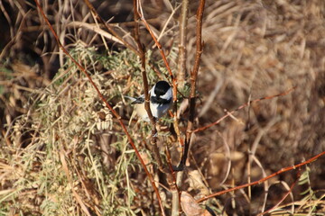 Bird In The Bush, Whitemud Park, Edmonton, Alberta