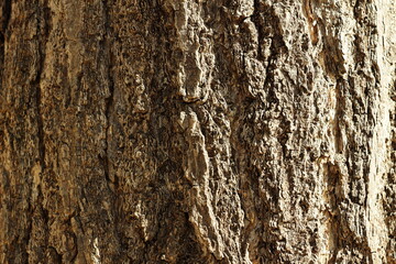 Fototapeta premium 大木の幹の表面