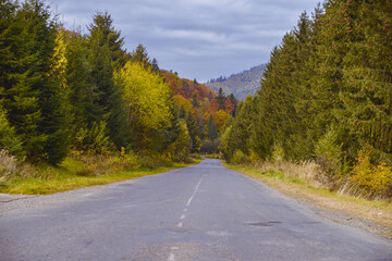 road in autumn forest