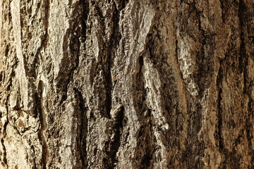 大木の幹の表面