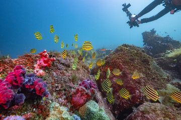 물고기를 촬영하는 스쿠버 다이버