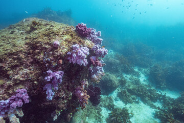 바다 속 바위위에 연산호가 피어 있다. 