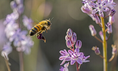 Ape europea, Apis mellifera