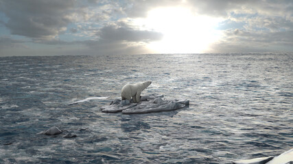Polar bear standing on last melting iceberg in the ocean, aerial view
global warming concept, polar...
